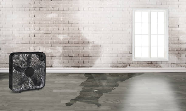Best Local water damage restoration  in Montrose Ghent, OH
